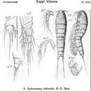 Image de Ectinosoma obtusum Sars G. O. 1920