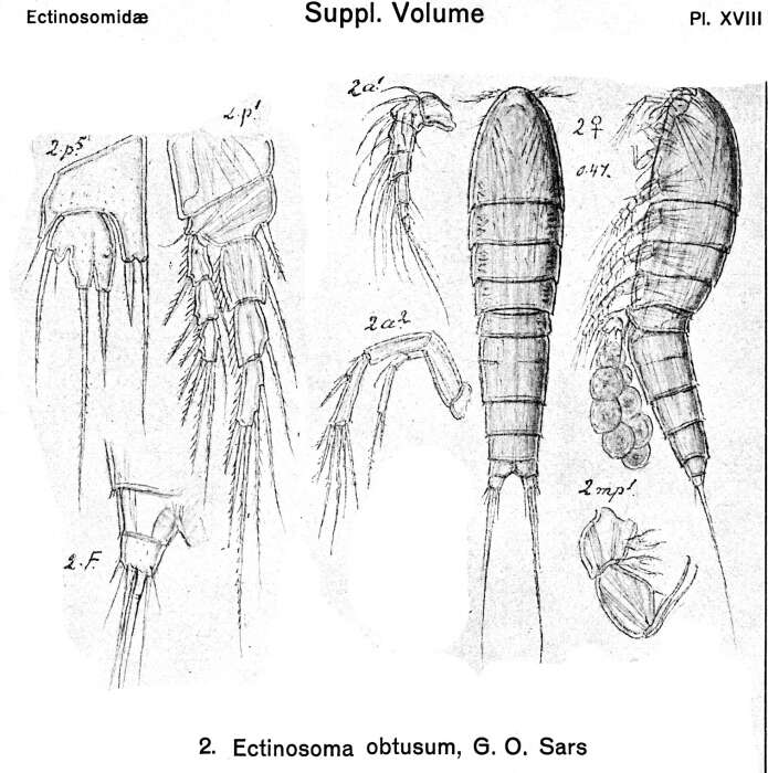 Image of Ectinosoma obtusum Sars G. O. 1920