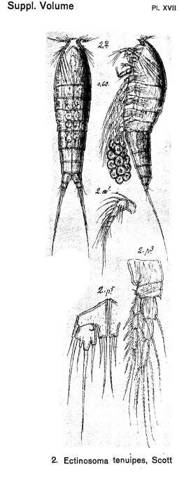 Image de Ectinosoma tenuipes Scott T. & Scott A. 1896