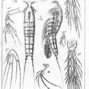 Image de Ectinosomella nitidula Sars G. O. 1910