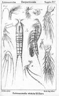 Image of Ectinosomella Sars G. O. 1910