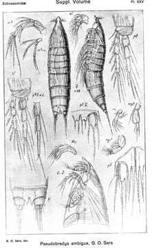 Image of Pseudobradya ambigua Sars G. O. 1920