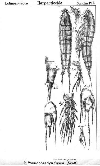 Image de Pseudobradya fusca (Scott T. & Scott A. 1896)