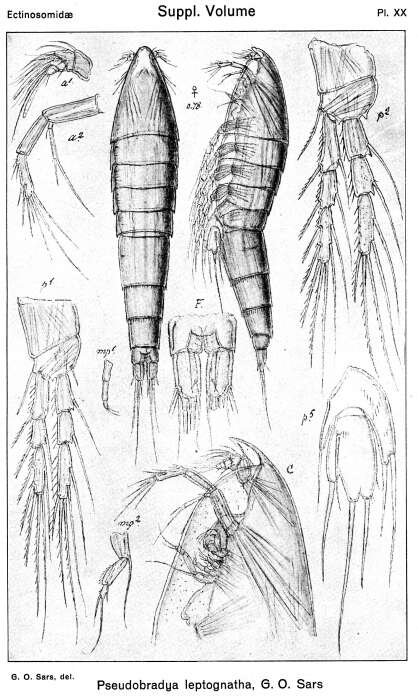 Image of Pseudobradya leptognatha Sars G. O. 1920