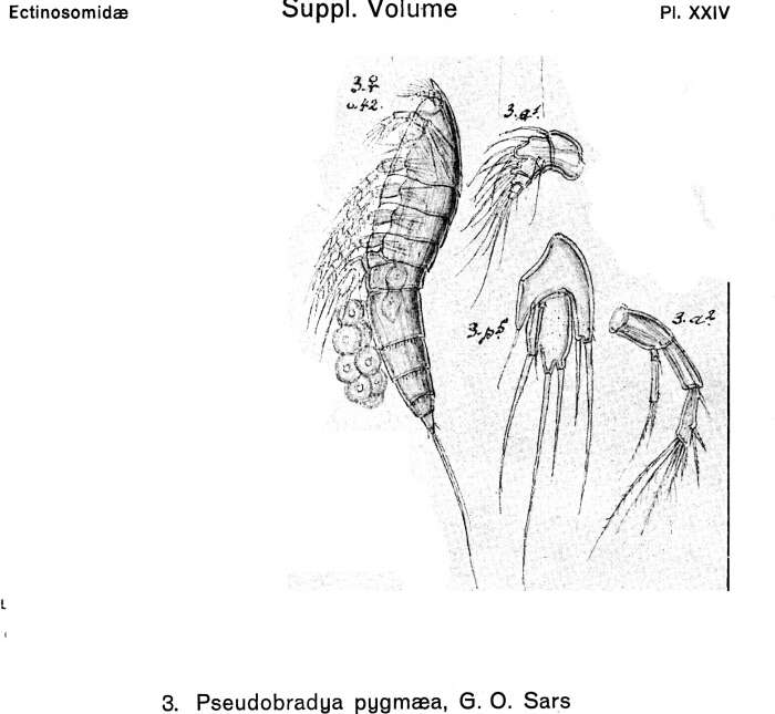 Image de Pseudobradya pygmaea Sars G. O. 1920