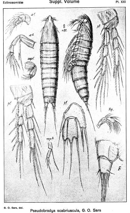 Image de Pseudobradya scabriuscula Sars G. O. 1920