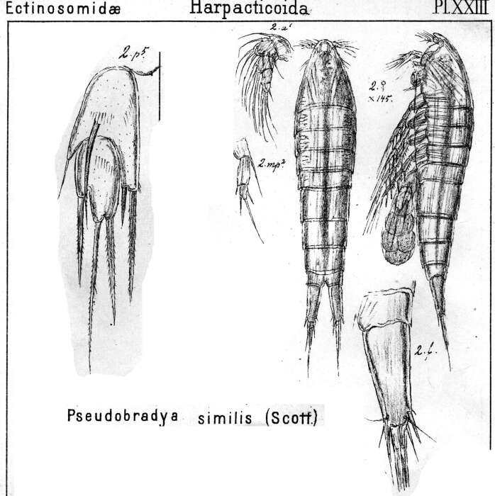 Image de Pseudobradya similis (Scott T. & Scott A. 1894)