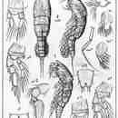 Sivun Euterpina acutifrons (Dana 1847) kuva