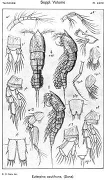 Image of Euterpina Norman 1903