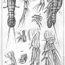 Image of Harpacticus chelifer (Müller O. F. 1776)