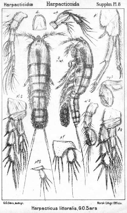Image of Harpacticus littoralis Sars G. O. 1910