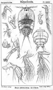 Image de Zaus abbreviatus Sars G. O. 1904