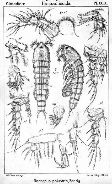 Image of Nannopus palustris Brady 1880