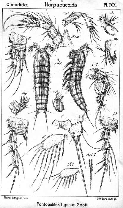 Image of Pontopolites typicus Scott T. 1894