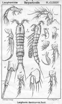 Image of Laophonte denticornis Scott T. 1894