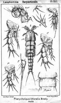 Image of Platychelipus littoralis Brady 1880