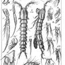 Image of Pseudolaophonte spinosa (Thompson I. C. 1893)