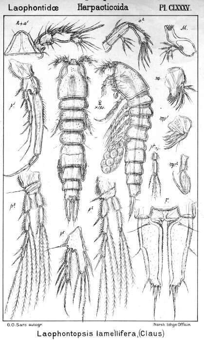 Image de Laophontopsis lamellifera (Claus 1863)