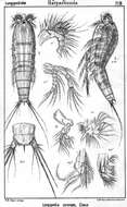 Imagem de Longipedia coronata Claus 1863