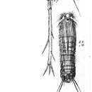 Image of Longipedia minor Scott T. & Scott A. 1893