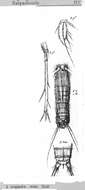 Sivun Longipedia minor Scott T. & Scott A. 1893 kuva