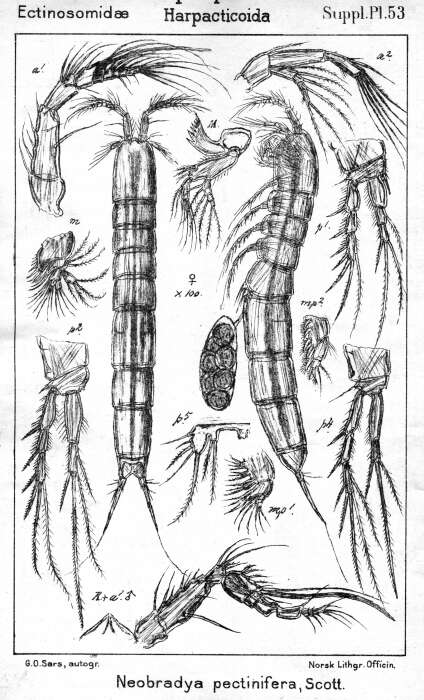 Image de Neobradya pectinifer Scott T. 1892