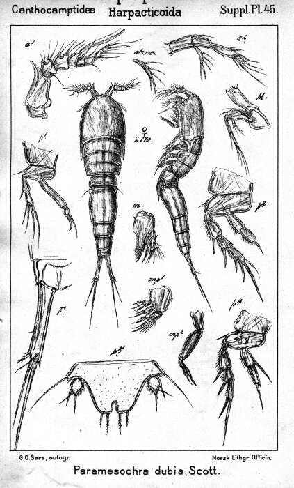 Image of Paramesochra Scott T. 1892