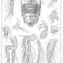 Image of Alteutha depressa (Baird 1837)