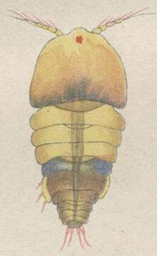 Sivun Alteutha interrupta (Goodsir 1845) kuva