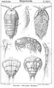 Sivun Alteutha interrupta (Goodsir 1845) kuva