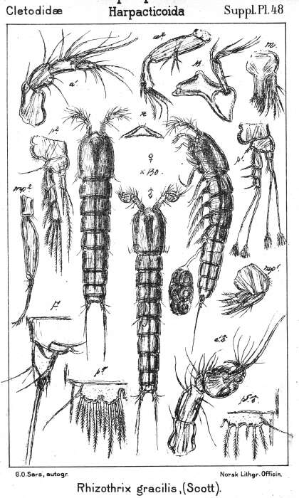 Image de Rhizothrix gracilis (Scott T. 1903)