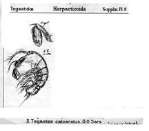 Image of Tegastes calcaratus Sars G. O. 1910