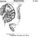 Image of Tegastes flavidus Sars G. O. 1904