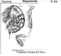 Image de Tegastes flavidus Sars G. O. 1904