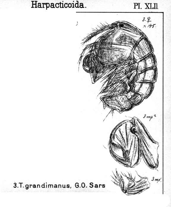 Image de Tegastes grandimanus Sars G. O. 1904