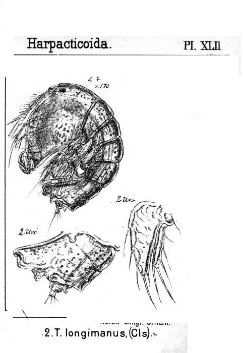 Image de Tegastes longimanus (Claus 1863)