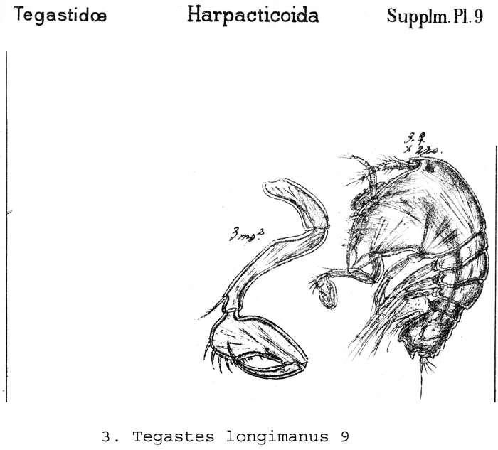 Image de Tegastes longimanus (Claus 1863)