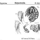 Image of Tegastes nanus Sars G. O. 1904