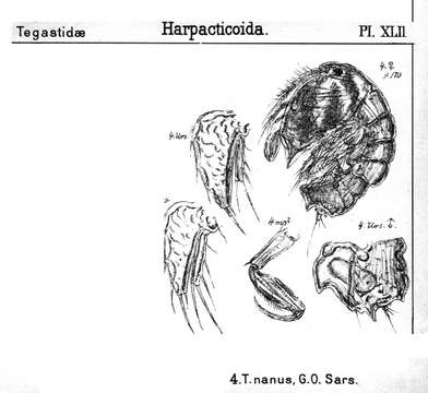 Image de Tegastes nanus Sars G. O. 1904