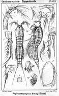 Image de Phyllopodopsyllus bradyi (Scott T. 1892)