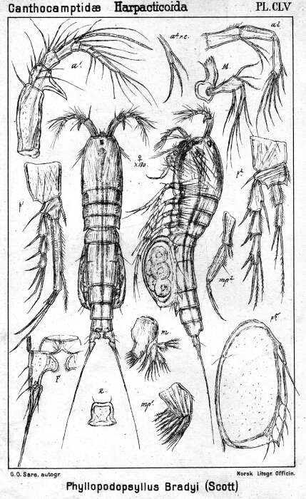 Image of Phyllopodopsyllus bradyi (Scott T. 1892)