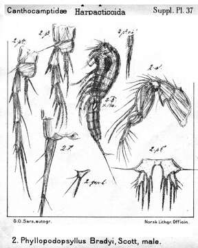 Image of Phyllopodopsyllus Scott T. 1906