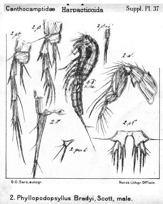 Image of Phyllopodopsyllus bradyi (Scott T. 1892)