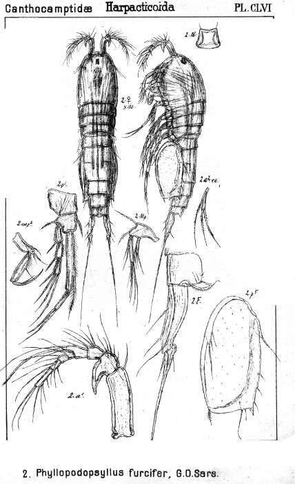 Image de Phyllopodopsyllus furciger Sars G. O. 1907