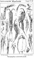 Image de Pteropsyllus consimilis (Scott T. 1894)