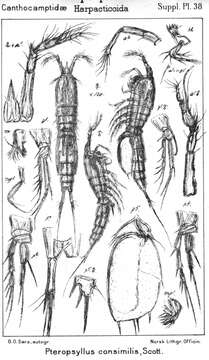 Image de Pteropsyllus Scott T. 1906