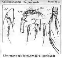Image de Tetragoniceps scotti Sars G. O. 1911