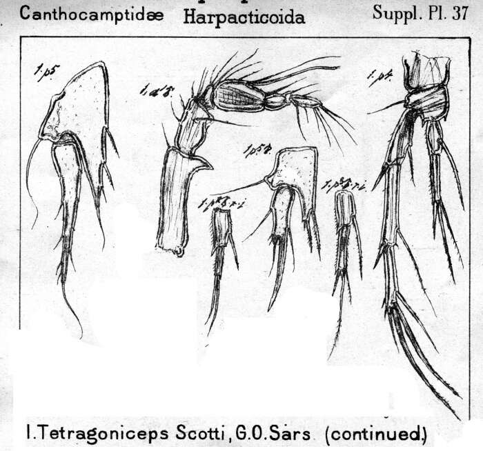 Image de Tetragoniceps scotti Sars G. O. 1911