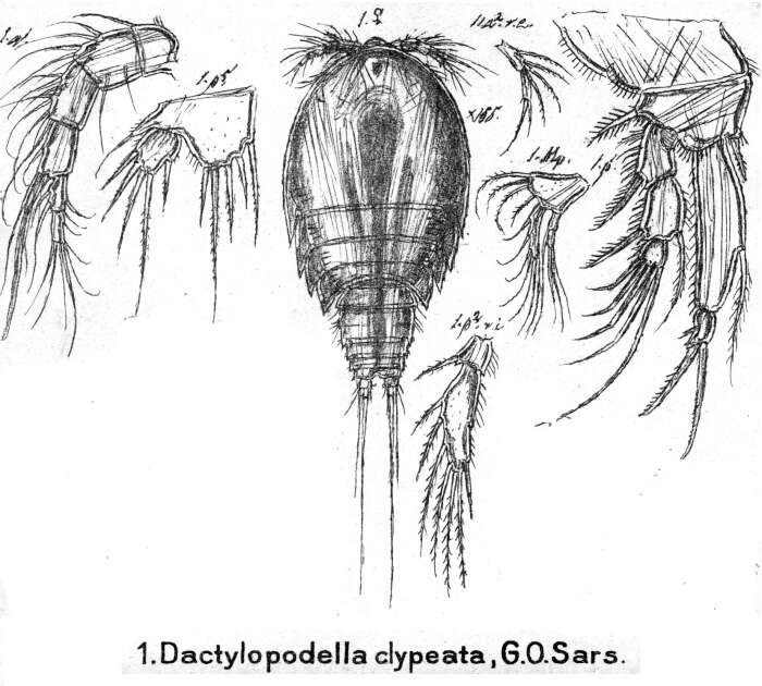 Image de Dactylopodella clypeata Sars G. O. 1911