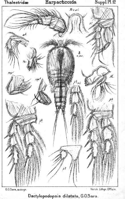 Image of Dactylopodopsis dilatata Sars G. O. 1911